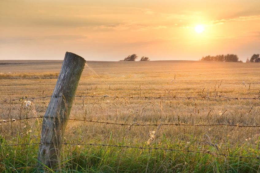 Cattle Ranch
