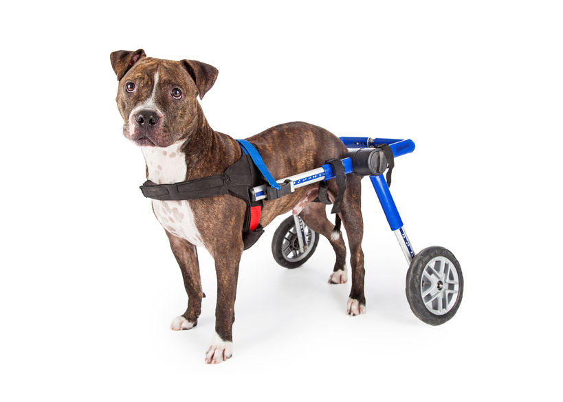Special Needs Dog